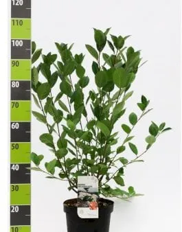 Aronia wielkoowocowa
