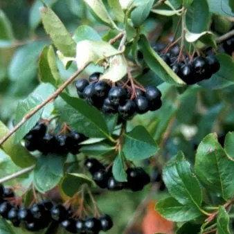 Aronia wielkoowocowa