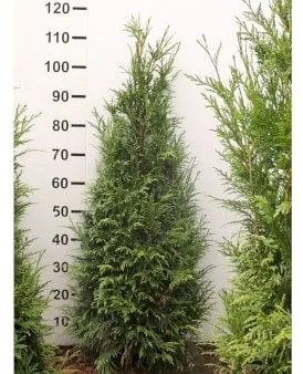 Thuja olbrzymia
