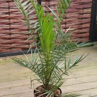 Palma feniksowa