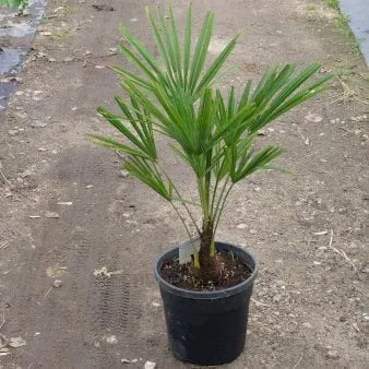 Palma konopna